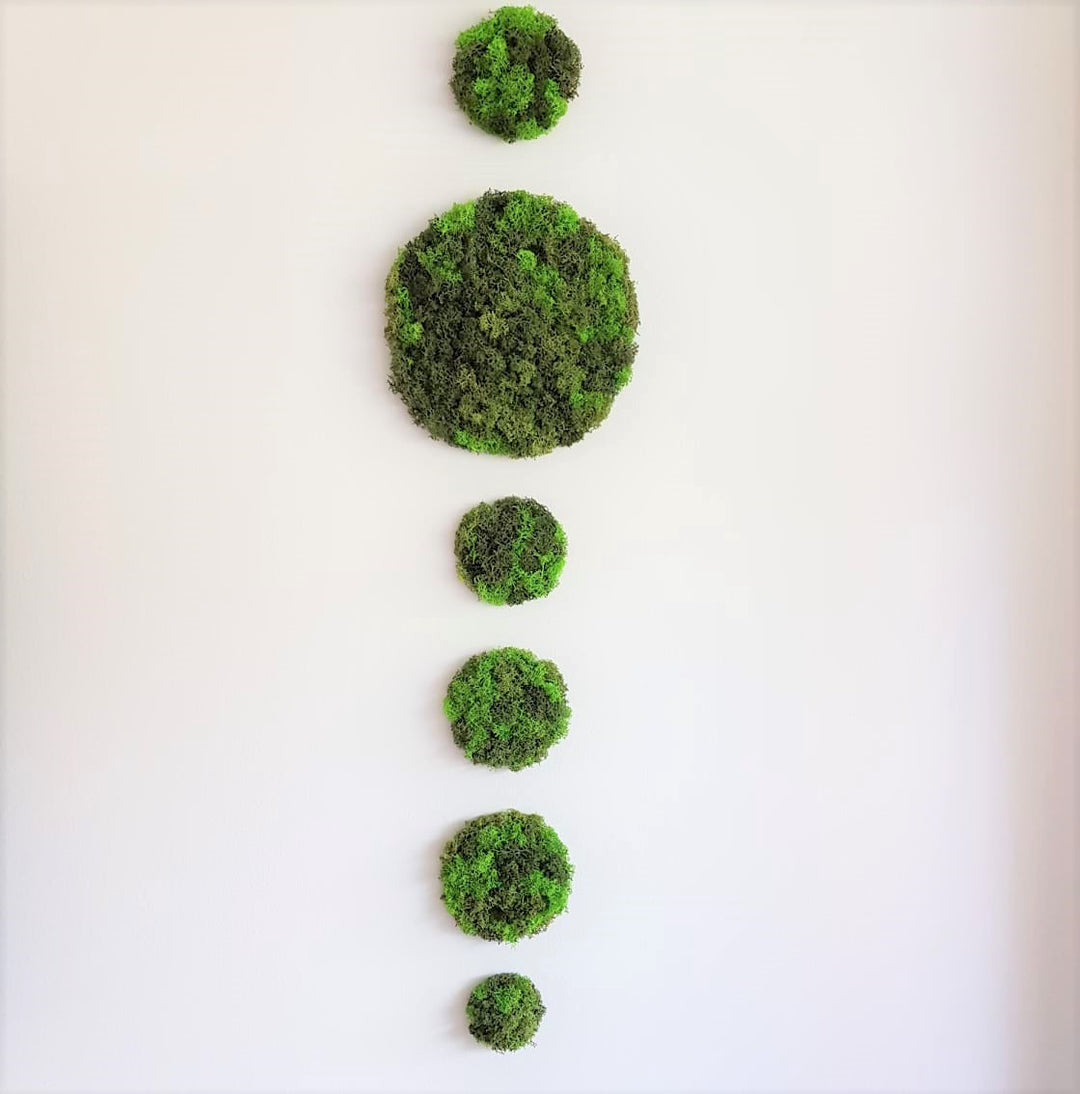 Moss diy