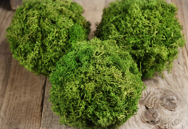 Moss diy