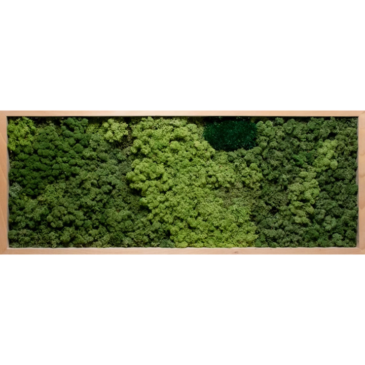 Premium moss picture_exhibition product