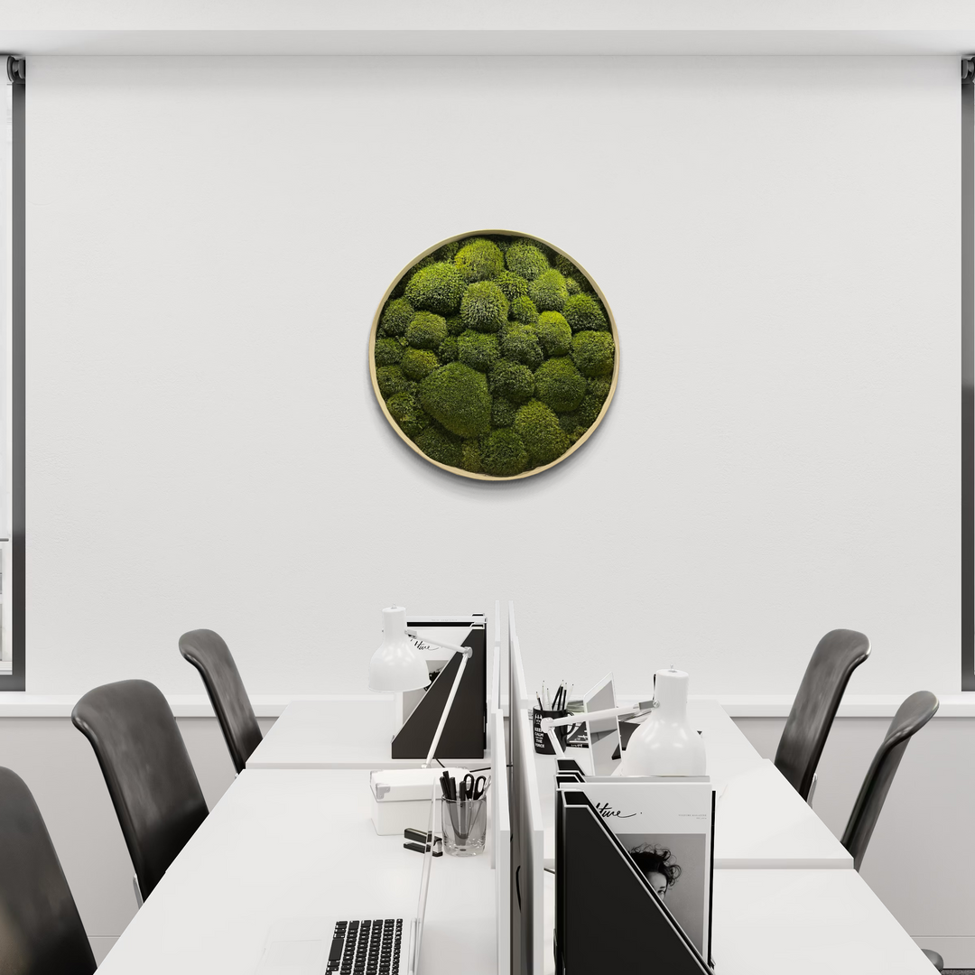 pure ball moss product on the wall in office or workspace. 