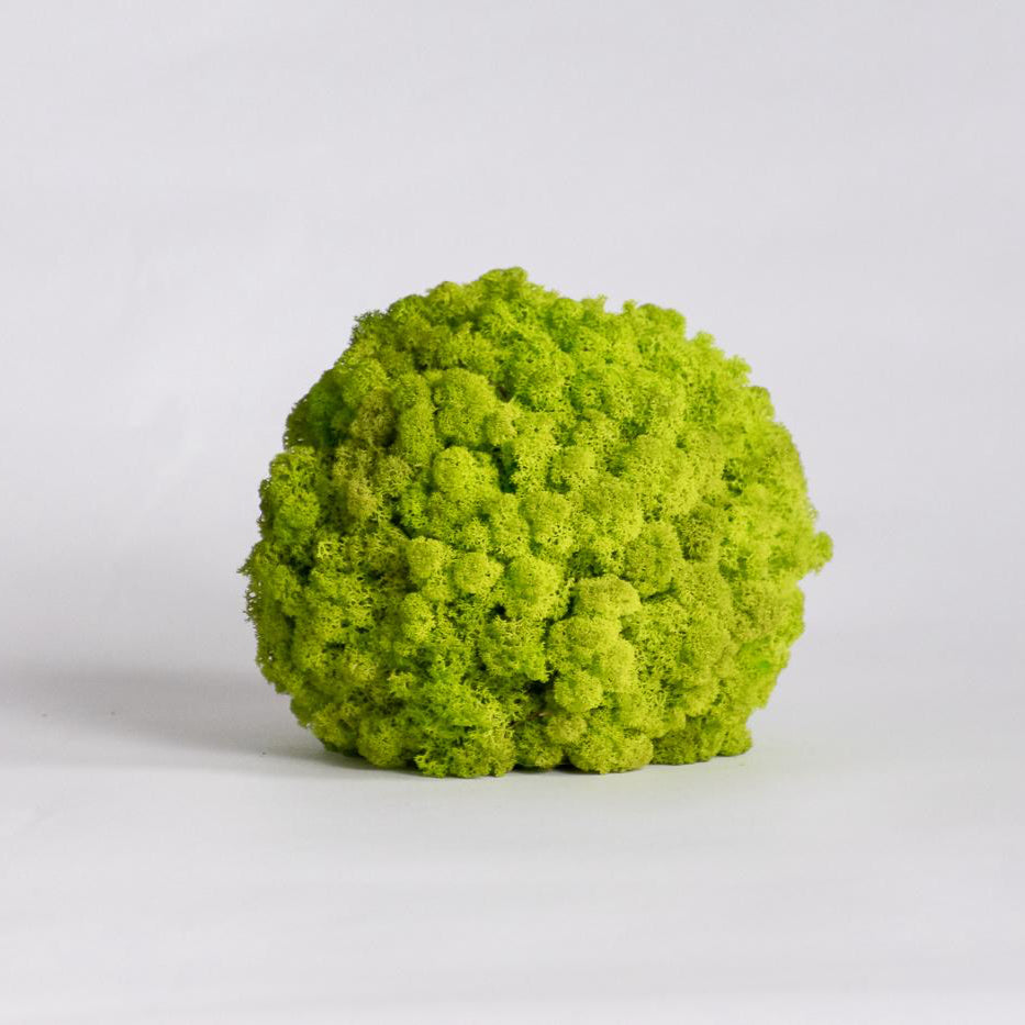 Ball of moss