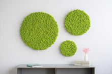 Load image into Gallery viewer, dekorativni mah jelenov lišaj skandinavski mah zelene stene zelena stena
